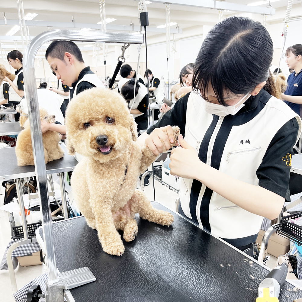お客様の愛犬をトリミング！②
